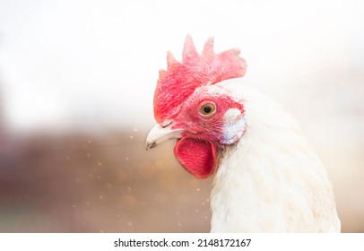 Portrait Of White Hen Isolated On Soft Background Of Countryside Farm.Close Up Chicken With Red Scallop And The Beak Is Smeared In The Ground Is On Chicken Coop Territory.Copy Space For Text 