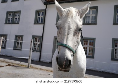 A Portrait Of A White Horse In An Enclosure. Behind Is White Building With Windows.