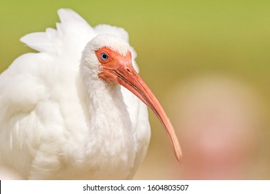 A Portrait Of A White Ibis (Eudocimus Albus) In Metairie, Louisiana.