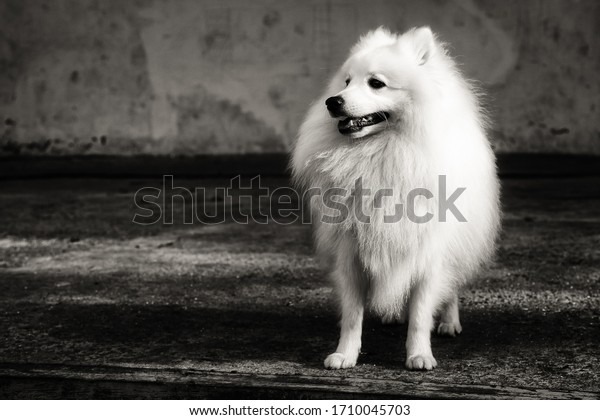 Portrait White Japanese Pomeranian Black White Stock Photo Edit Now