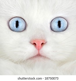 Portrait White Kitten Stock Photo 18750073 | Shutterstock