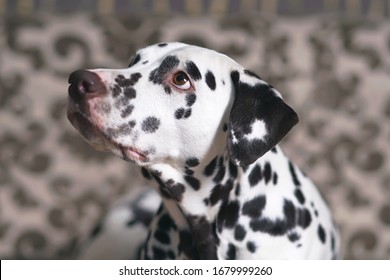 Das Portrait eines weißen und von Leber beobachteten dalmatinischen Hundes, der sich in der Nähe eines braunen Sofas