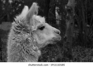 Portrait Of A White Llama. Head In Profile With Two Erect Ears. Long Hairs, White Fur. Trees In The Background, Blurry And Dark With Bokeh. Domestic Animal On A Farm In France. Black And White Photo