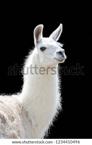 Portrait of a white llama Lama glama isolated on black background