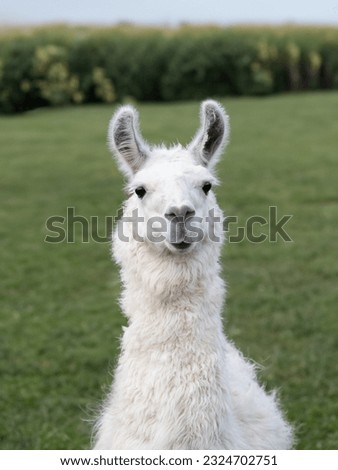portrait of a white llama on a blurred background