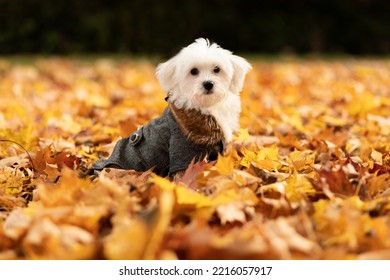 Portrait of white Maltese breed dog in autumn yellow orange leaves meadow in warm clothes (coat,jacket,hoodie). Fall time. Taking care of small puppy.Dog apparel and accessories concept. Horizontal