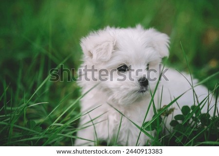 Portrait of white maltese puppy, black and white photo of cute puppy