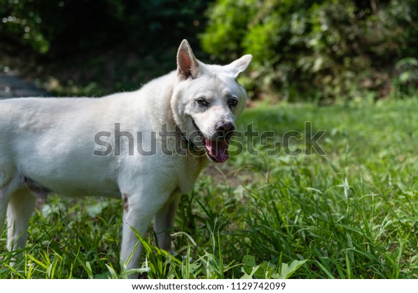 white mutt dog