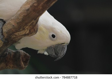 Portrait of a white parrot posing for camera