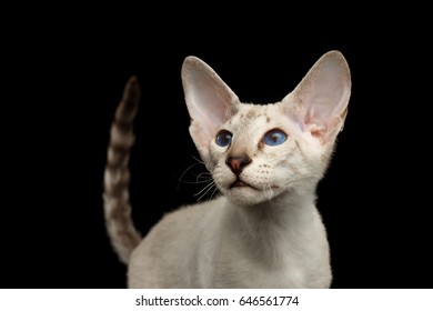 Peterbald Images Stock Photos Vectors Shutterstock