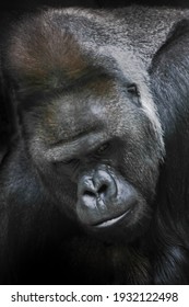 Portrait of a white powerful male gorilla, a grimy thoughtful close-up