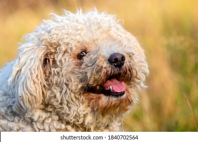 A Portrait Of A White Pumi Dog