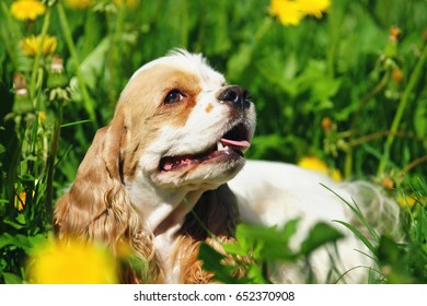 The portrait of a white and red American Cocker Spaniel dog posing outdoors in spring
