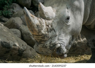 Portrait Of An White Rhino Closeup 