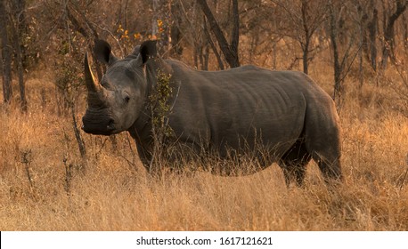 portrait of white rhino in south africa