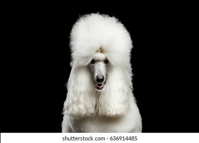 Portrait of White Royal Poodle Dog Looking in Camera Isolated on Black Background, front view - Powered by Shutterstock