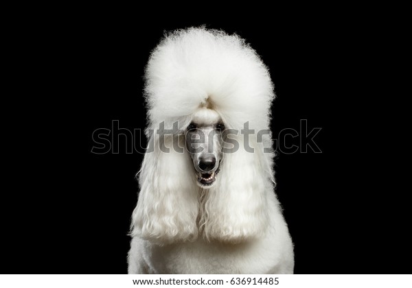 白色皇家寵物狗的肖像照相機獨立在黑色背景上 前視圖庫存照片 立刻編輯
