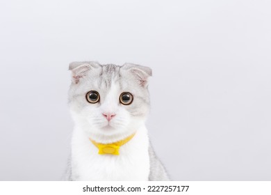 Portrait of white scottish fold tabby kitten. White background.Cute funny purebred cat.