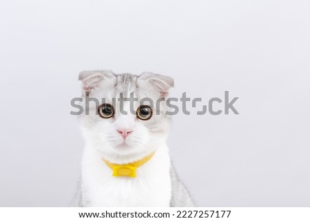 Portrait of white scottish fold tabby kitten. White background.Cute funny purebred cat.