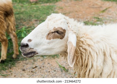 Portrait of white sheep on grass floor, Thailand - Shutterstock ID 213464272
