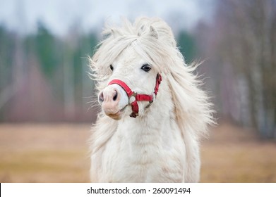 Portrait of white shetland pony with long mane