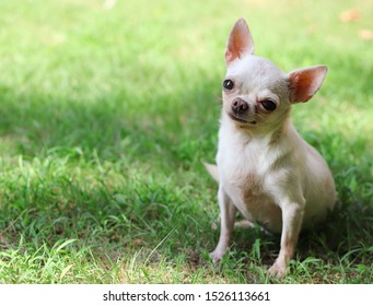 Short Hair Chihuahua Images Stock Photos Vectors Shutterstock