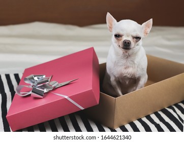 Short Hair Chihuahua Images Stock Photos Vectors Shutterstock