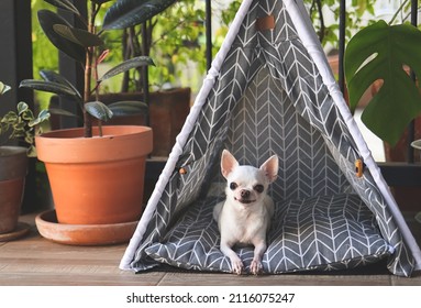 Portrait of white short hair Chihuahua dogs lying down in  gray teepee tent between house plant pot in balcony, looking at camera.