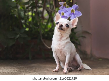 Portrait of white  short hair Chihuahua dog  sitting  on cement floor with purple flowers, smiling and looking up.