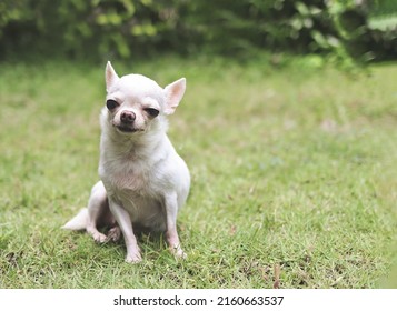Portrait of white short hair  Chihuahua dog sitting on green grass in the garden, smiling and looking at camera.