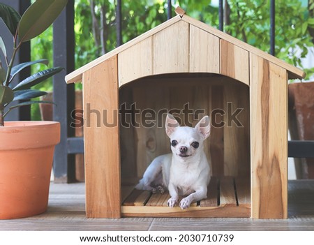 Portrait of  white short hair Chihuahua dog lying down  in wooden dog house at balcony smiling and , looking at camera.