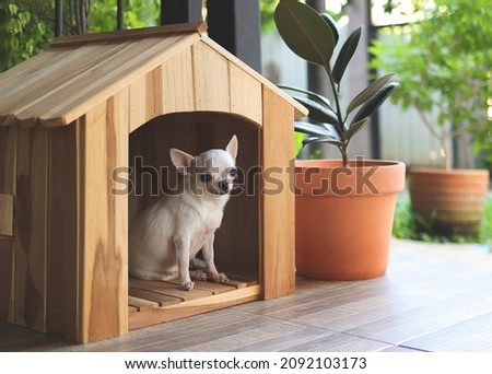 Portrait of  white short hair Chihuahua dog sitting  in wooden dog house at balcony smiling and , looking at camera.