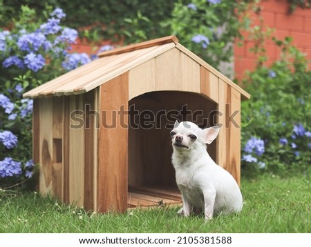 Portrait  of white  short hair  Chihuahua dogs sitting in front of  wooden dog house, smiling and looking at camera. Purple flowers garden background.