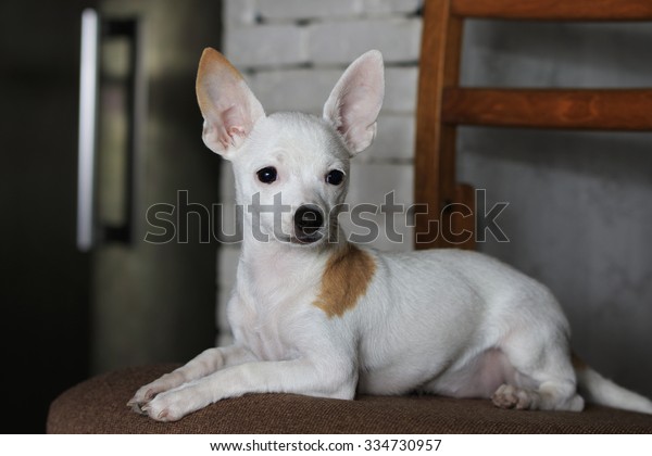 Portrait White Short Haired Chihuahua Orange Stock Photo Edit Now