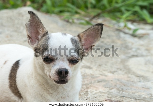 Portrait White Short Haired Chihuahua Dog Stock Photo Edit Now