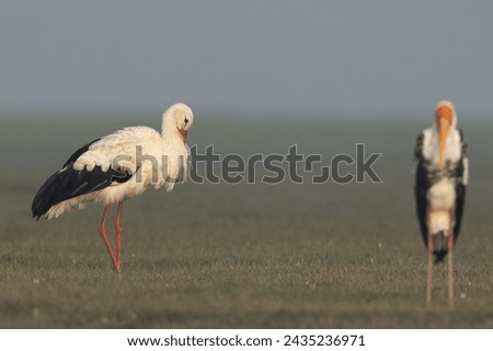 Portrait of a White stork and bokeh of painted stork at Bhigwan bird sanctuary, Maharashtra