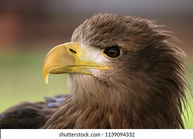 Portrait Of A White Tailed Sea Eagle With Yellow Beak Taken In Gloucestershire UK On 06/19/2016