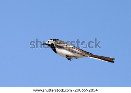 Portrait of White Wagtail motacilla alba flying over blue sky