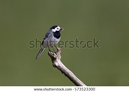 Similar – Vogel auf einem Zweig 1