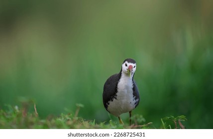 portrait for a White-breasted Waterhen 