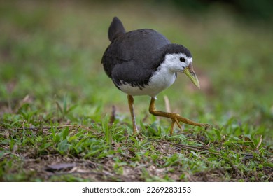 portrait for a White-breasted Waterhen 
