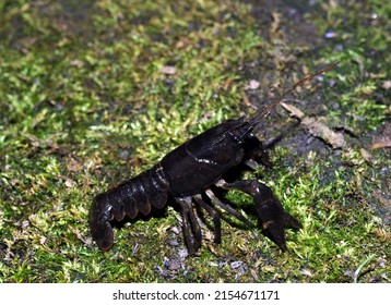 Portrait Of White-clawed Crayfish ( Also Known As Fresh Water White-clawed Crayfish)