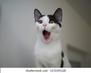 Scared Screaming Images, Stock Photos & Vectors | Shutterstock