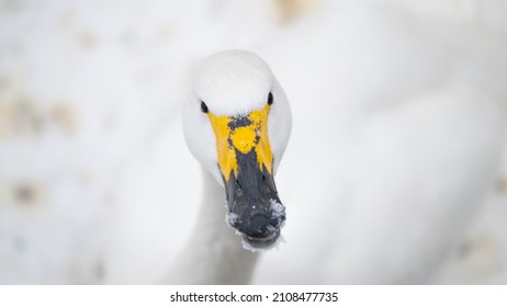 Portrait of whooper swan (Cygnus cygnus) bird. Snow winter background. Close up. Bird with black and yellow beak - Powered by Shutterstock