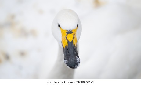 Portrait of whooper swan (Cygnus cygnus) bird. Snow winter background. Close up. Bird with black and yellow beak - Powered by Shutterstock