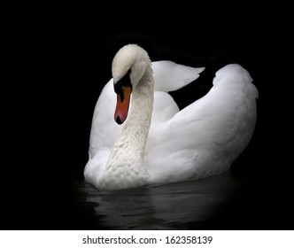 Portrait of whooping swan, isolated on black background. White swan with orange beak in twilight. Wild beauty of a excellent web foot bird. - Powered by Shutterstock