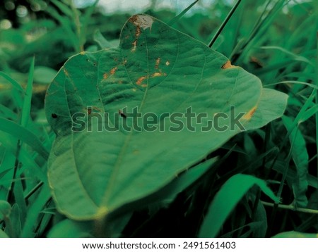 Similar – Image, Stock Photo Plant whose name I do not yet know