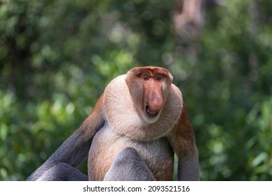 623 Dutch monkey Images, Stock Photos & Vectors | Shutterstock