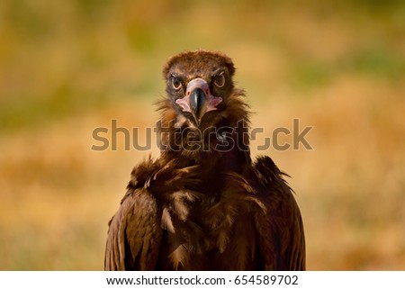 Similar – ortrait of a young vulture