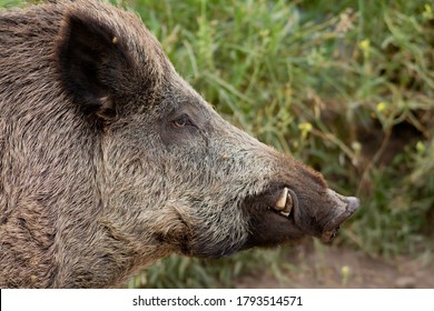 Portrait of Wild boar in the pine forest
